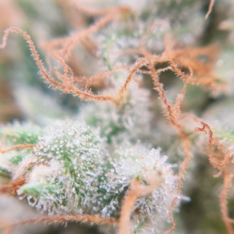 Runtzy growlog photo: Harvest time. Not a super great haul but also not too bad with a standard 100watt LED grow light. Have to weigh it still. 