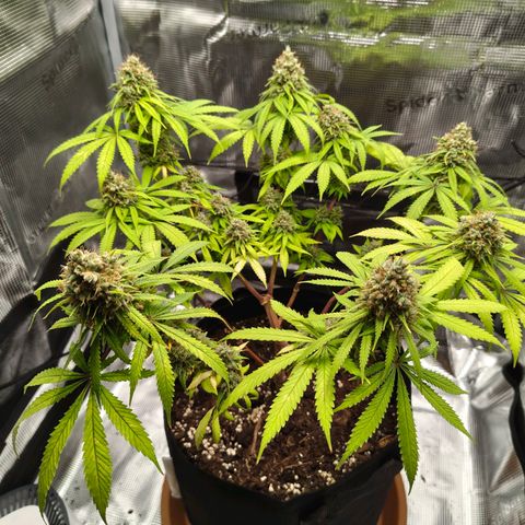 Runtzy growlog photo: Harvest time. Not a super great haul but also not too bad with a standard 100watt LED grow light. Have to weigh it still. 