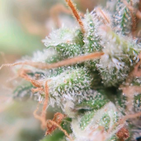 Runtzy growlog photo: Harvest time. Not a super great haul but also not too bad with a standard 100watt LED grow light. Have to weigh it still. 