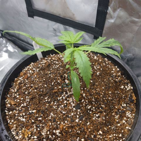 Purple Kush growlog timeline photo