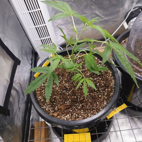 Purple Kush growlog timeline photo