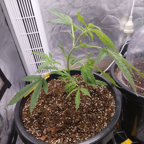 Purple Kush growlog timeline photo