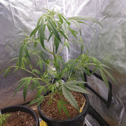 Purple Kush growlog timeline photo