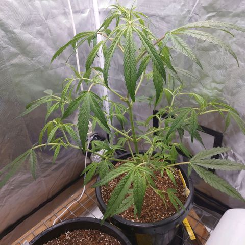 Purple Kush growlog timeline photo