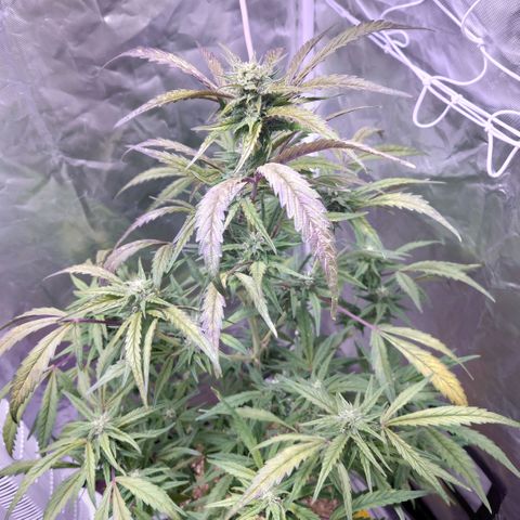 Purple Kush growlog timeline photo