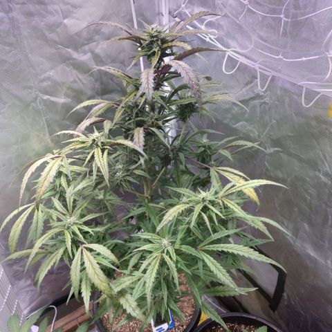 Purple Kush growlog timeline photo