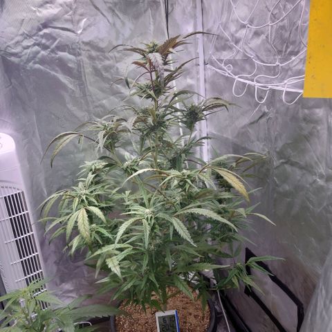 Purple Kush growlog timeline photo