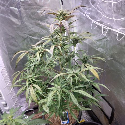 Purple Kush growlog timeline photo