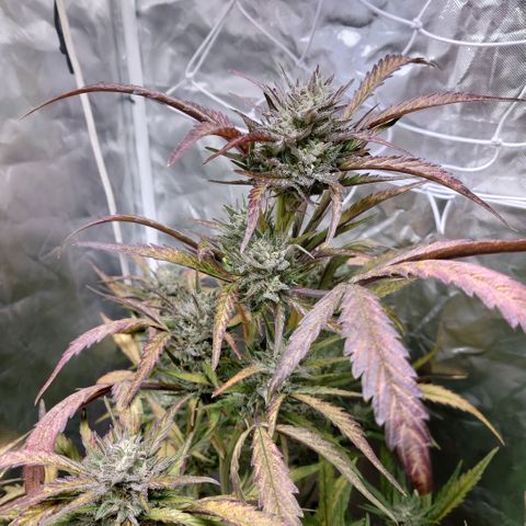 Purple Kush growlog timeline photo