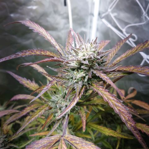 Purple Kush growlog timeline photo