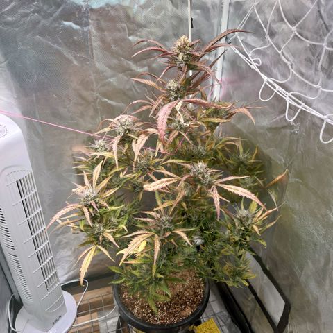 Purple Kush growlog timeline photo