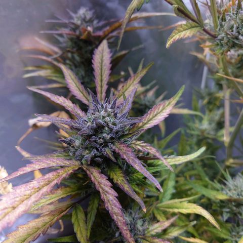 Purple Kush growlog timeline photo