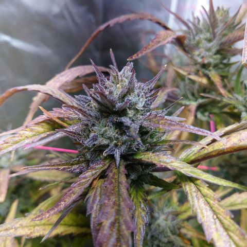 Purple Kush growlog timeline photo