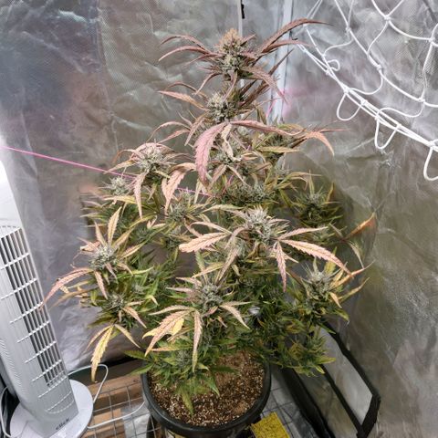 Purple Kush growlog timeline photo