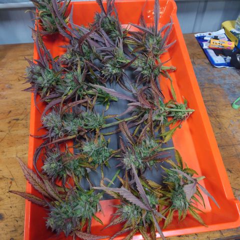 Purple Kush growlog timeline photo