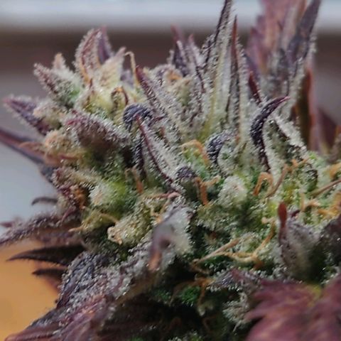 Purple Kush growlog timeline photo
