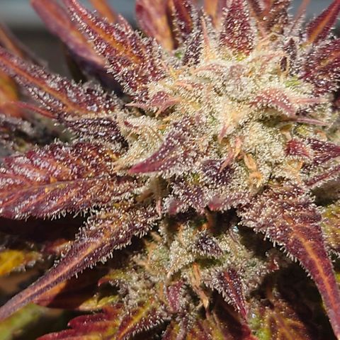 Purple Kush growlog timeline photo