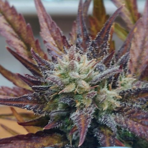 Purple Kush growlog timeline photo