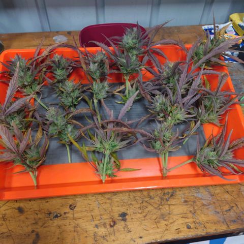 Purple Kush growlog timeline photo