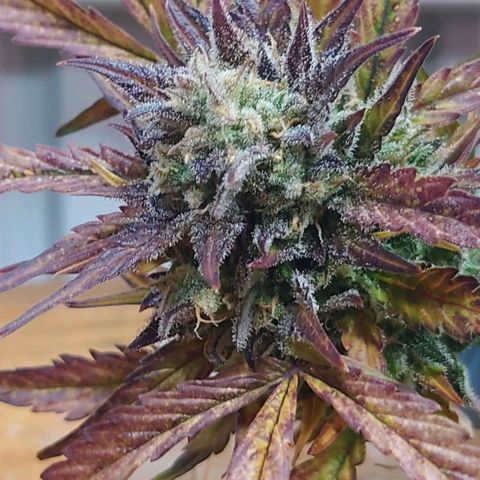 Purple Kush growlog timeline photo