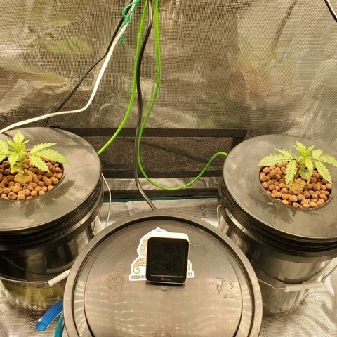 Purple Lemonade growlog timeline photo