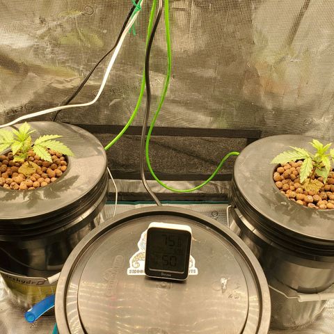 Purple Lemonade growlog timeline photo