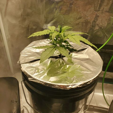 Purple Lemonade growlog photo: Added foil. 