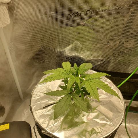 Purple Lemonade growlog timeline photo