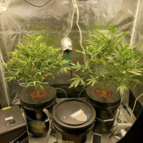 Purple Lemonade growlog timeline photo