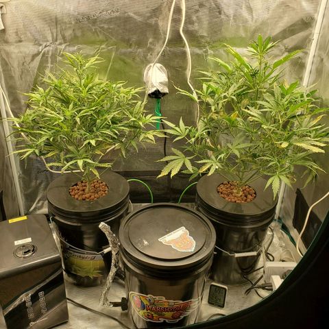 Purple Lemonade growlog timeline photo
