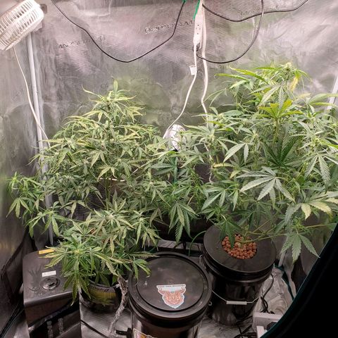 Purple Lemonade growlog timeline photo