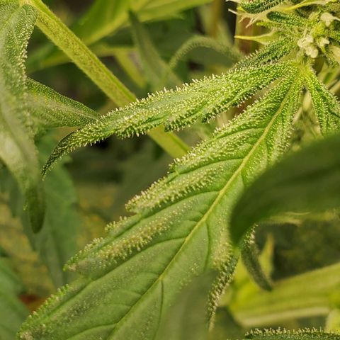 Purple Lemonade growlog timeline photo
