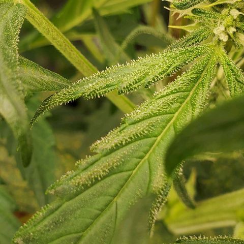 Purple Lemonade growlog timeline photo
