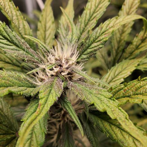 Purple Lemonade growlog timeline photo