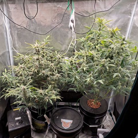 Purple Lemonade growlog timeline photo