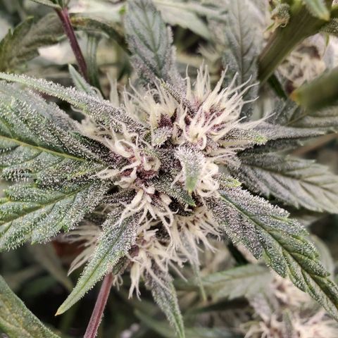 Purple Lemonade growlog timeline photo
