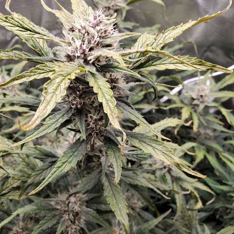 Purple Lemonade growlog timeline photo