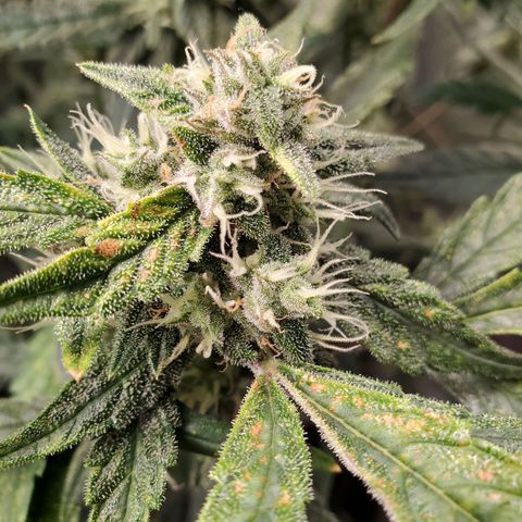 Purple Lemonade growlog timeline photo