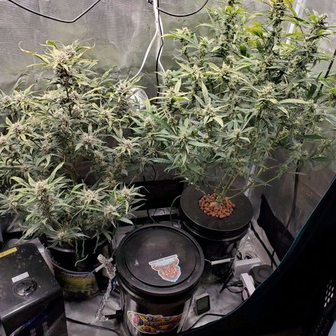 Purple Lemonade growlog timeline photo