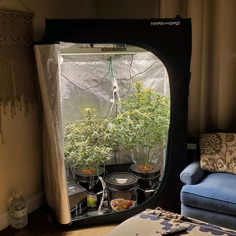 Purple Lemonade growlog timeline photo
