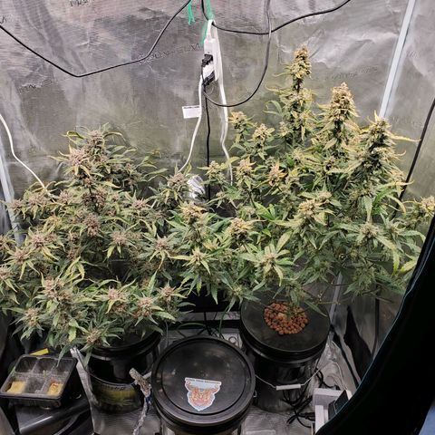 Purple Lemonade growlog timeline photo