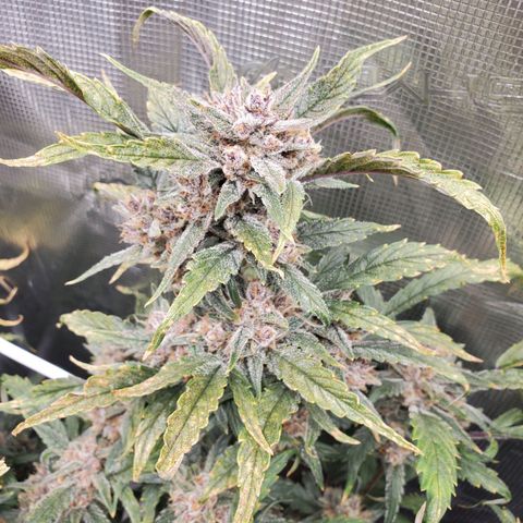 Purple Lemonade growlog timeline photo