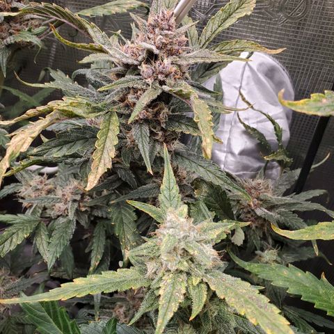 Purple Lemonade growlog timeline photo