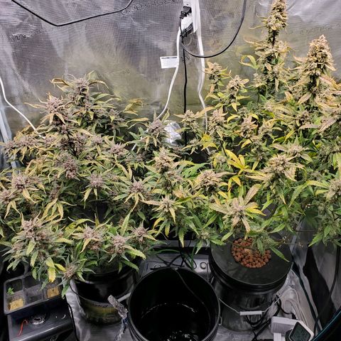 Purple Lemonade growlog timeline photo