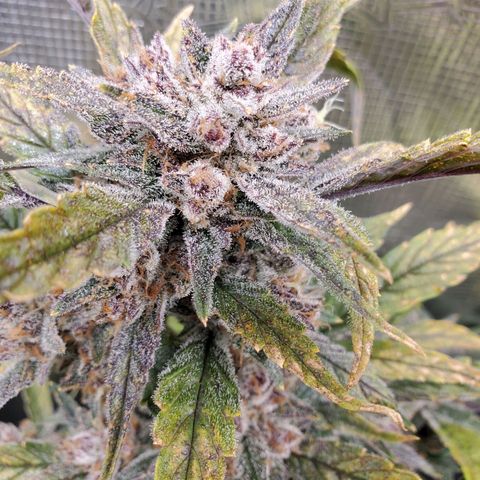Purple Lemonade growlog timeline photo