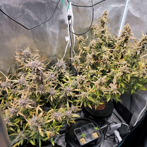 Purple Lemonade growlog timeline photo