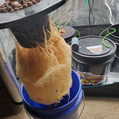 Purple Lemonade growlog timeline photo