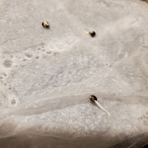 Banana Daddy Auto growlog timeline photo