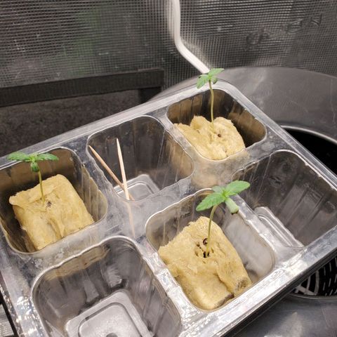 Banana Daddy Auto growlog timeline photo