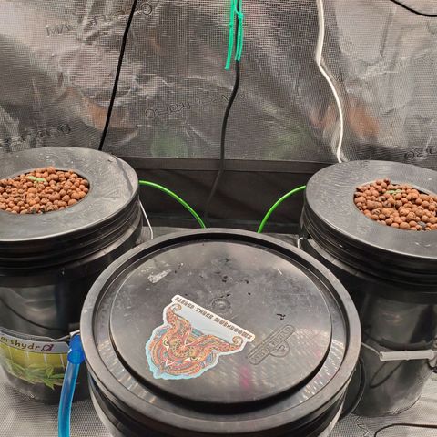 Banana Daddy Auto growlog timeline photo